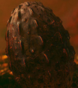 Leviatan Dragon Egg